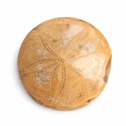Fossil Sand Dollar 8,2 cm � �gte fossilt s�pindsvin i flot kvalitet