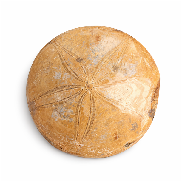 Fossil Sand Dollar 8,2 cm � �gte fossilt s�pindsvin i flot kvalitet