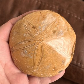Fossil Sand Dollar 8,2 cm � �gte fossilt s�pindsvin i flot kvalitet
