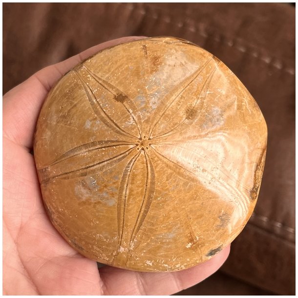 Fossil Sand Dollar 8,2 cm � �gte fossilt s�pindsvin i flot kvalitet