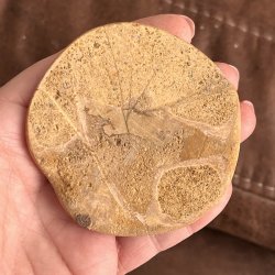 Fossil Sand Dollar 7,3 cm � �gte fossilt s�pindsvin i flot kvalitet