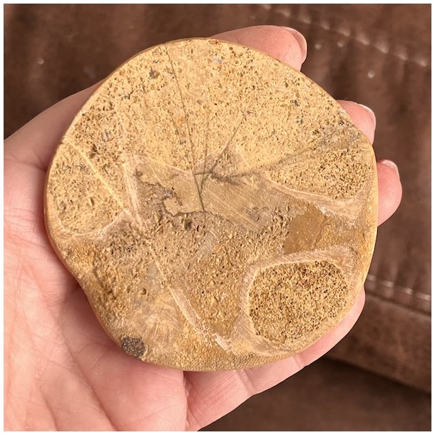 Fossil Sand Dollar 7,3 cm � �gte fossilt s�pindsvin i flot kvalitet
