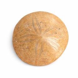 Fossil Sand Dollar 7,3 cm � �gte fossilt s�pindsvin i flot kvalitet