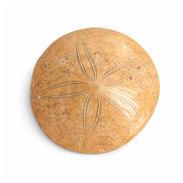 Fossil Sand Dollar 7,3 cm � �gte fossilt s�pindsvin i flot kvalitet