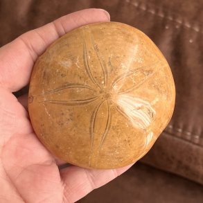 Fossil Sand Dollar 7,3 cm � �gte fossilt s�pindsvin i flot kvalitet