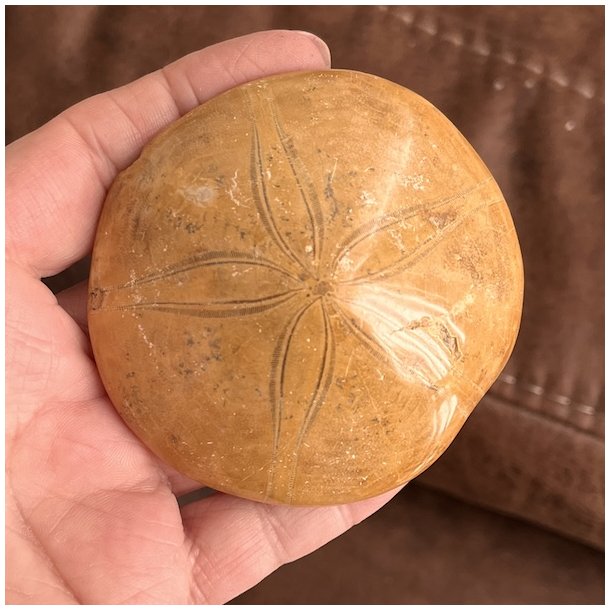 Fossil Sand Dollar 7,3 cm � �gte fossilt s�pindsvin i flot kvalitet