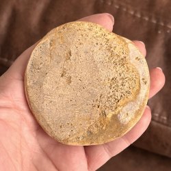 Fossil Sand Dollar 7,3 cm � �gte fossilt s�pindsvin i flot kvalitet