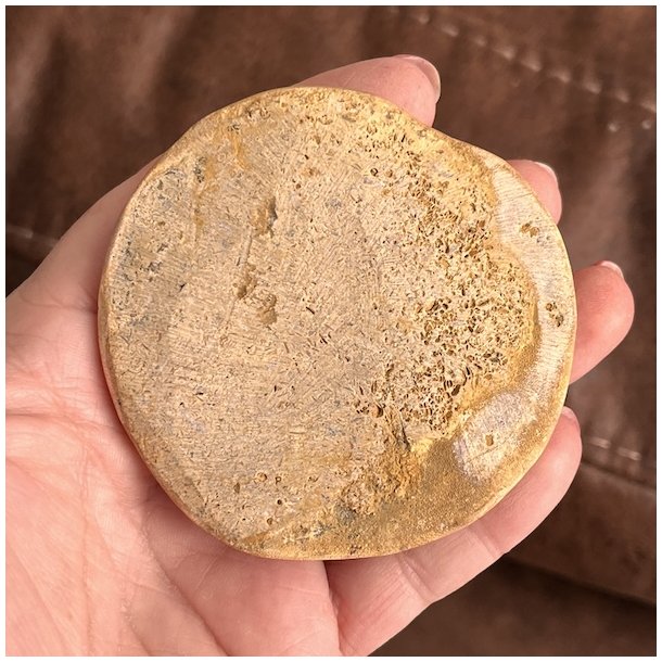 Fossil Sand Dollar 7,3 cm � �gte fossilt s�pindsvin i flot kvalitet