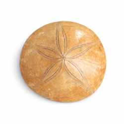 Fossil Sand Dollar 7,3 cm � �gte fossilt s�pindsvin i flot kvalitet