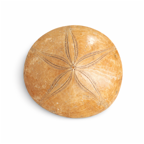 Fossil Sand Dollar 7,3 cm � �gte fossilt s�pindsvin i flot kvalitet