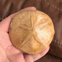 Fossil Sand Dollar 7,3 cm � �gte fossilt s�pindsvin i flot kvalitet