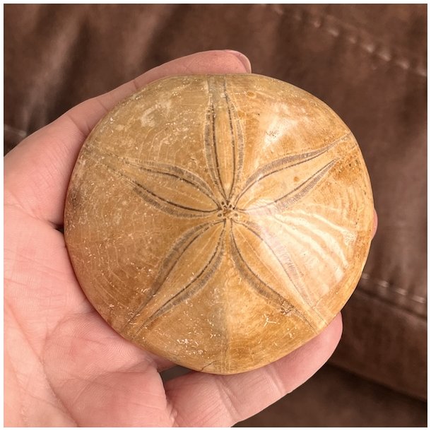 Fossil Sand Dollar 7,3 cm � �gte fossilt s�pindsvin i flot kvalitet