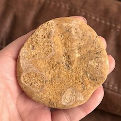 Fossil Sand Dollar 7 cm � �gte fossilt s�pindsvin i flot kvalitet