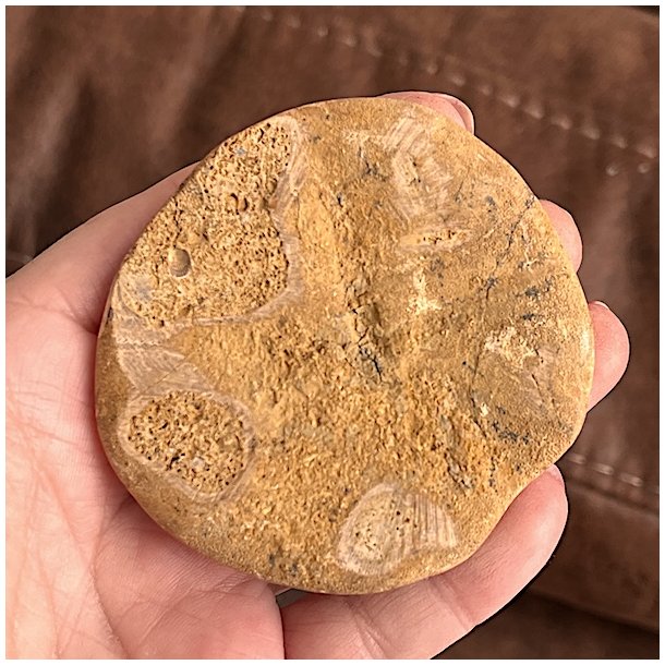 Fossil Sand Dollar 7 cm � �gte fossilt s�pindsvin i flot kvalitet