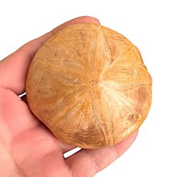 Fossil Sand Dollar 7 cm � �gte fossilt s�pindsvin i flot kvalitet