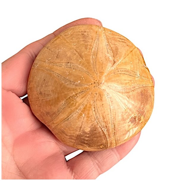 Fossil Sand Dollar 7 cm � �gte fossilt s�pindsvin i flot kvalitet