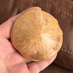 Fossil Sand Dollar 7 cm � �gte fossilt s�pindsvin i flot kvalitet
