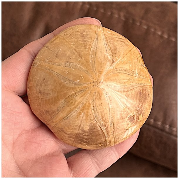 Fossil Sand Dollar 7 cm � �gte fossilt s�pindsvin i flot kvalitet