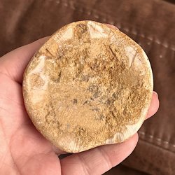 Fossil Sand Dollar 6,7 cm � �gte fossilt s�pindsvin i flot kvalitet