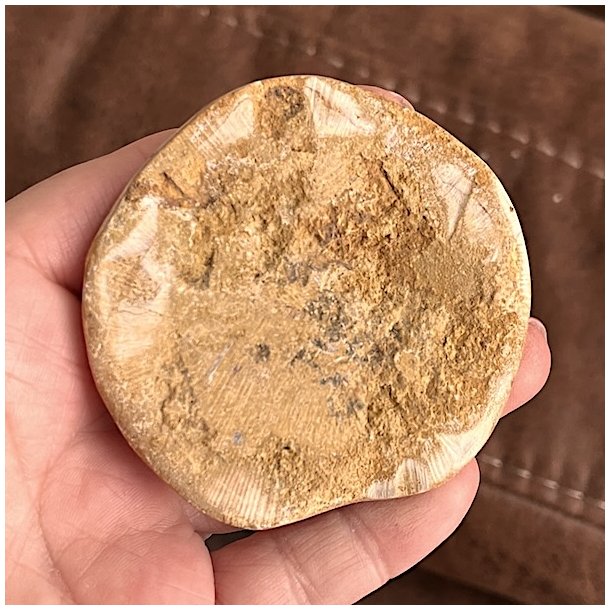 Fossil Sand Dollar 6,7 cm � �gte fossilt s�pindsvin i flot kvalitet