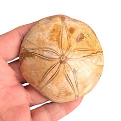 Fossil Sand Dollar 6,7 cm � �gte fossilt s�pindsvin i flot kvalitet
