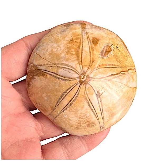 Fossil Sand Dollar 6,7 cm � �gte fossilt s�pindsvin i flot kvalitet