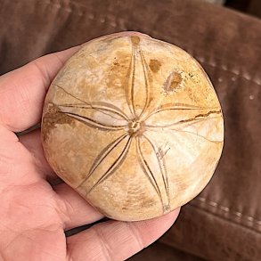 Fossil Sand Dollar 6,7 cm � �gte fossilt s�pindsvin i flot kvalitet