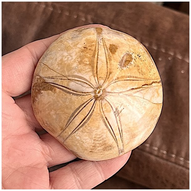 Fossil Sand Dollar 6,7 cm � �gte fossilt s�pindsvin i flot kvalitet