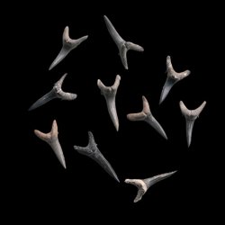 Fossiliseret Hajtnder ml 3 - 3,5 x 1,5 cm