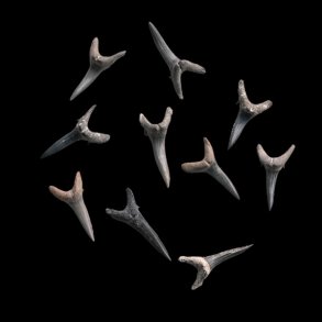 Fossiliseret Hajtnder ml 3 - 3,5 x 1,5 cm