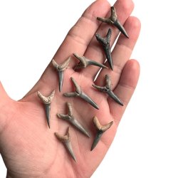 Fossiliseret Hajtnder ml 3 - 3,5 x 1,5 cm