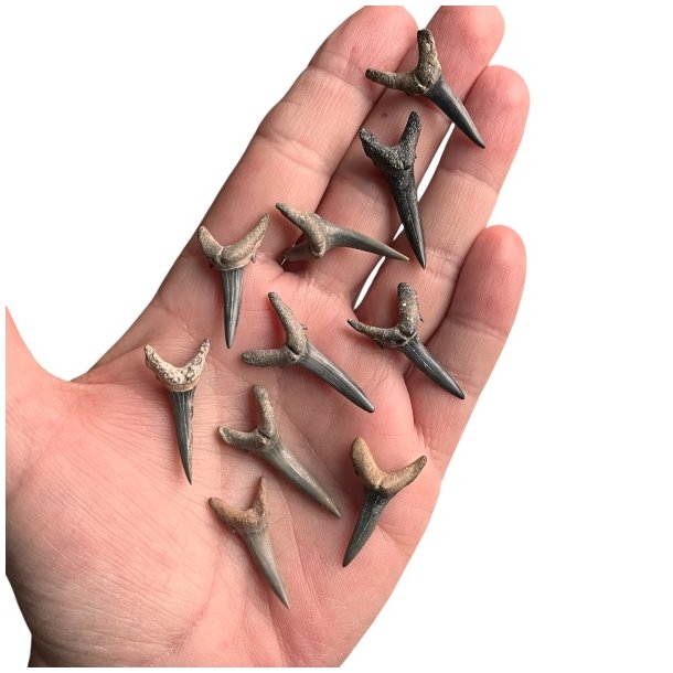 Fossiliseret Hajtnder ml 3 - 3,5 x 1,5 cm