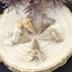 Hajtnder som vedhng i super fin kvalitet, Ml imellem 2,5 -3 cm