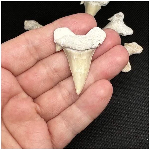 �gte Fossil Hajtand 3-4 cm � Unik H�ndplukket Hajtand