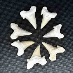 �gte Fossil Hajtand 3-4 cm � Unik H�ndplukket Hajtand