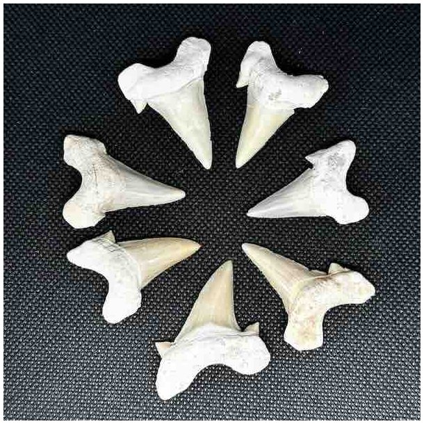 �gte Fossil Hajtand 3-4 cm � Unik H�ndplukket Hajtand