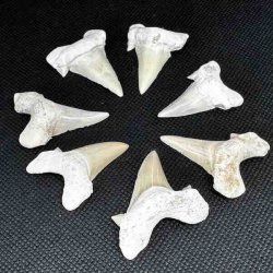 �gte Fossil Hajtand 3-4 cm � Unik H�ndplukket Hajtand