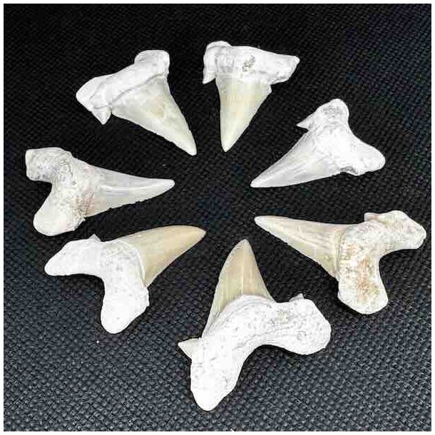�gte Fossil Hajtand 3-4 cm � Unik H�ndplukket Hajtand