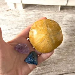 Havvisdom &amp; Indre Ro  krystalkit med bl dumortierit, r ametyst og sanddollar