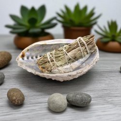 Billede af en abeloneskal hvor i der ligger et bdt. hvid salvie