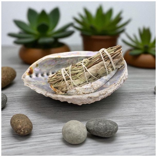 Billede af en abeloneskal hvor i der ligger et bdt. hvid salvie