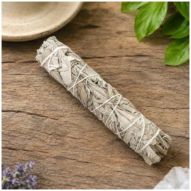 Hvid salvie smudge stick 18 cm p� naturbord omgivet af gr�nne planter &ndash; h�ndbundet salviebundt til smudging og energirensning.