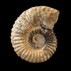Calycoceras ammonitfossil fra Marokko fotograferet forfra p� sort baggrund med tydelig spiralform og naturlige brunlige nuancer.