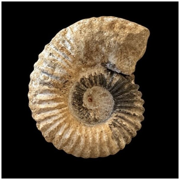 Calycoceras ammonitfossil fra Marokko fotograferet forfra p� sort baggrund med tydelig spiralform og naturlige brunlige nuancer.