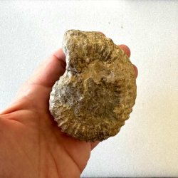 Bagsiden af Calycoceras ammonitfossil fra Marokko med naturlig struktur og detaljer i de brunlige og gyldne stenfarver.