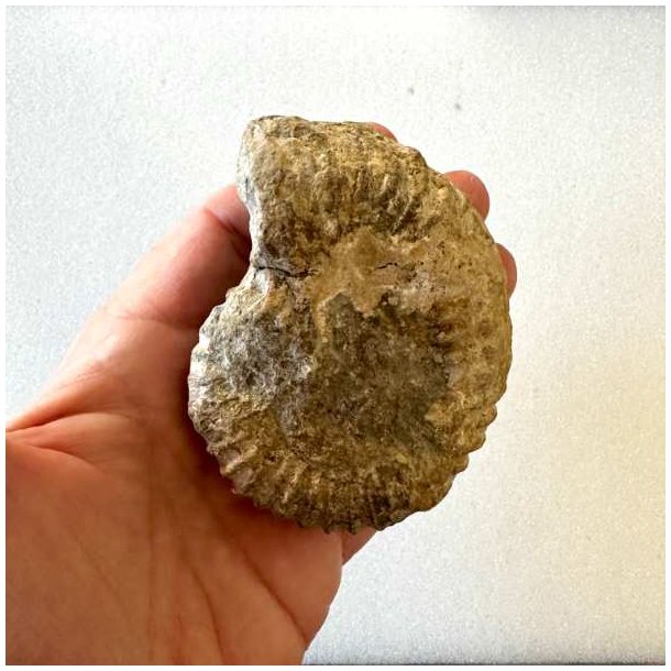 Bagsiden af Calycoceras ammonitfossil fra Marokko med naturlig struktur og detaljer i de brunlige og gyldne stenfarver.