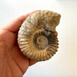 Calycoceras ammonitfossil fra Marokko holdt i h�nden for at vise fossillets st�rrelse og ribbede overflade.