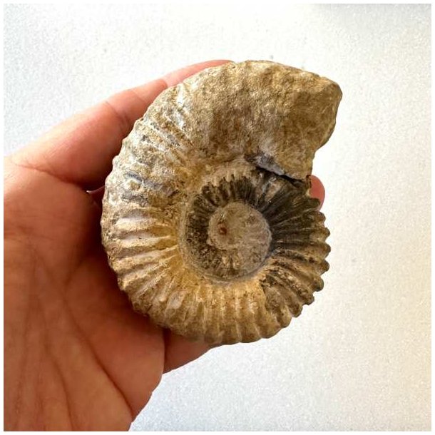 Calycoceras ammonitfossil fra Marokko holdt i h�nden for at vise fossillets st�rrelse og ribbede overflade.