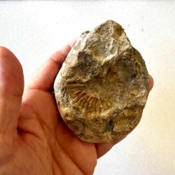 Bagsiden af Calycoceras ammonitfossil fra Marokko med uj�vn naturlig overflade og brune, gyldne og gr�lige farvetoner.
