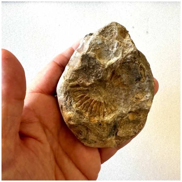 Bagsiden af Calycoceras ammonitfossil fra Marokko med uj�vn naturlig overflade og brune, gyldne og gr�lige farvetoner.